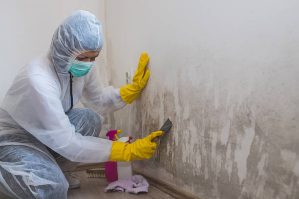 Best Mold Damage Restoration  in Montrose, MI