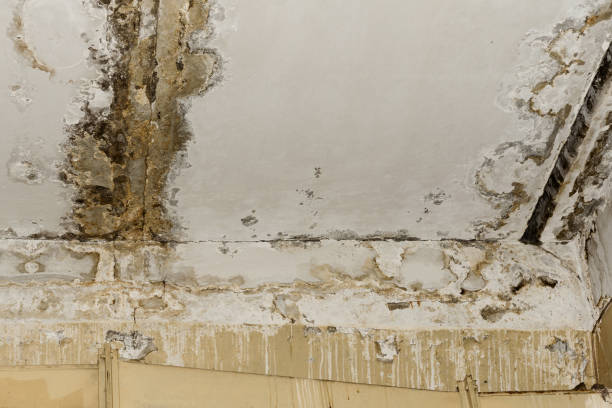 Professional Mold Removal in Montrose, MI