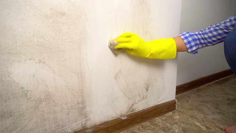 Best Water Damage & Mold Remediation  in Montrose, MI