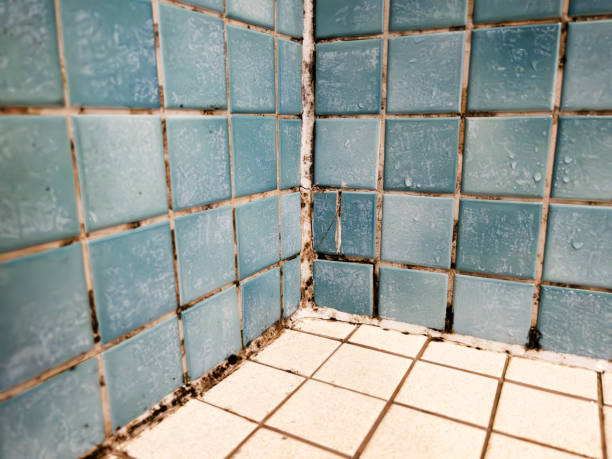 Best Mold Prevention Services  in Montrose, MI