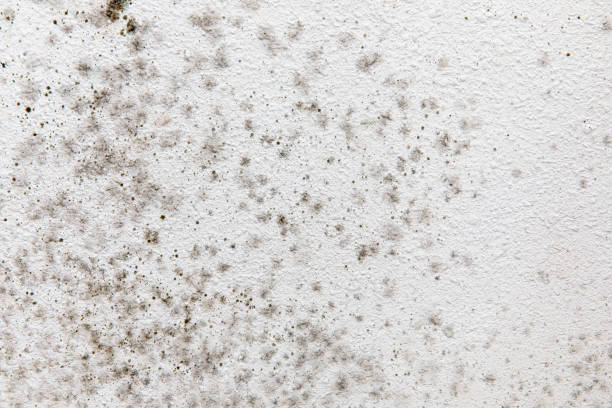 Best Forensic Mold Investigation  in Montrose, MI