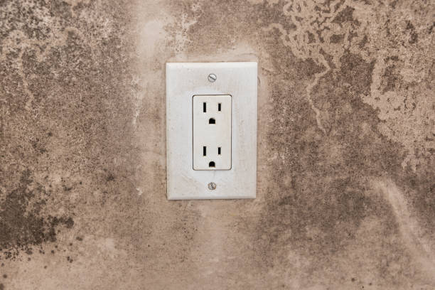 Best Basement Mold Removal  in Montrose, MI