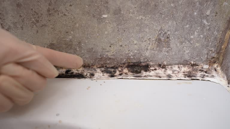 Best HVAC Mold Inspection and Cleaning  in Montrose, MI