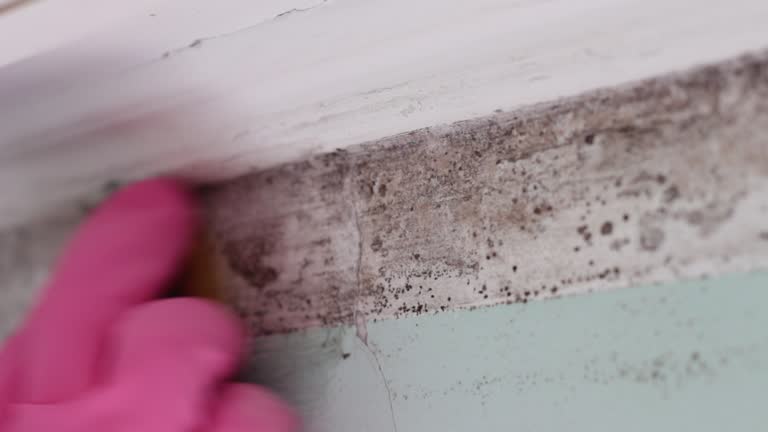Best Residential Mold Inspection & Testing  in Montrose, MI